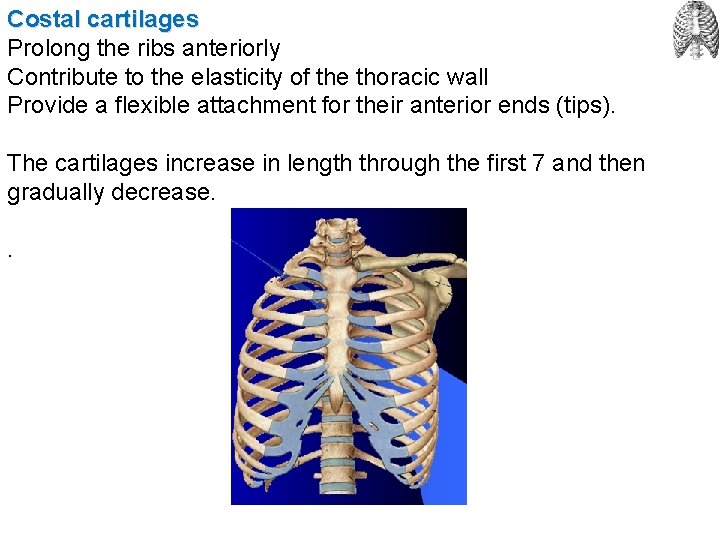 Costal cartilages Prolong the ribs anteriorly Contribute to the elasticity of the thoracic wall