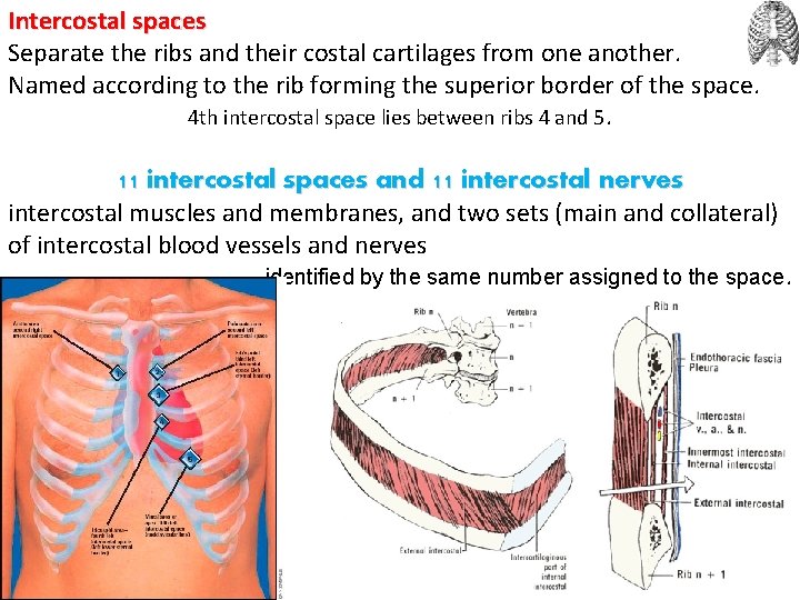 Intercostal spaces Separate the ribs and their costal cartilages from one another. Named according
