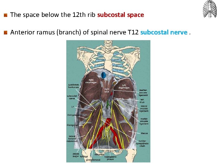 The space below the 12 th rib subcostal space Anterior ramus (branch) of spinal