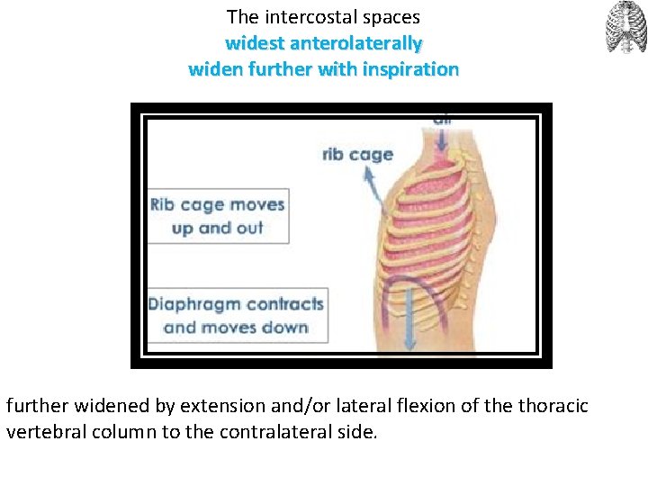 The intercostal spaces widest anterolaterally widen further with inspiration further widened by extension and/or
