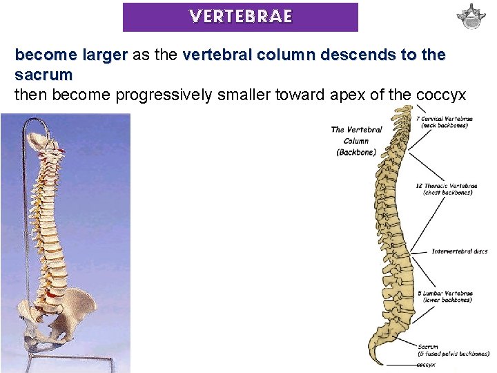 VERTEBRAE become larger as the vertebral column descends to the sacrum then become progressively