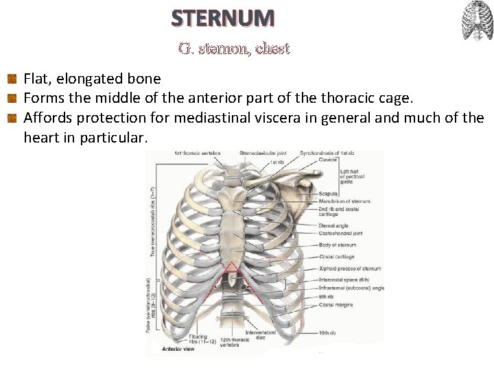 STERNUM G. sternon, chest Flat, elongated bone Forms the middle of the anterior part