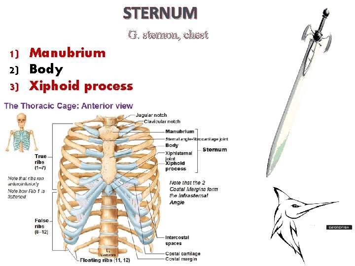 STERNUM G. sternon, chest 1) 2) 3) Manubrium Body Xiphoid process 