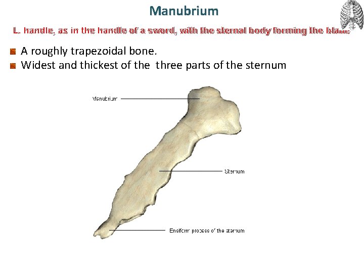 Manubrium L. handle, as in the handle of a sword, with the sternal body