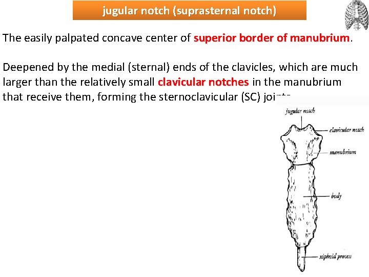 jugular notch (suprasternal notch) The easily palpated concave center of superior border of manubrium