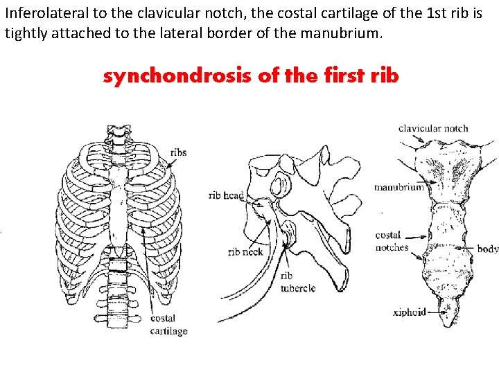 Inferolateral to the clavicular notch, the costal cartilage of the 1 st rib is