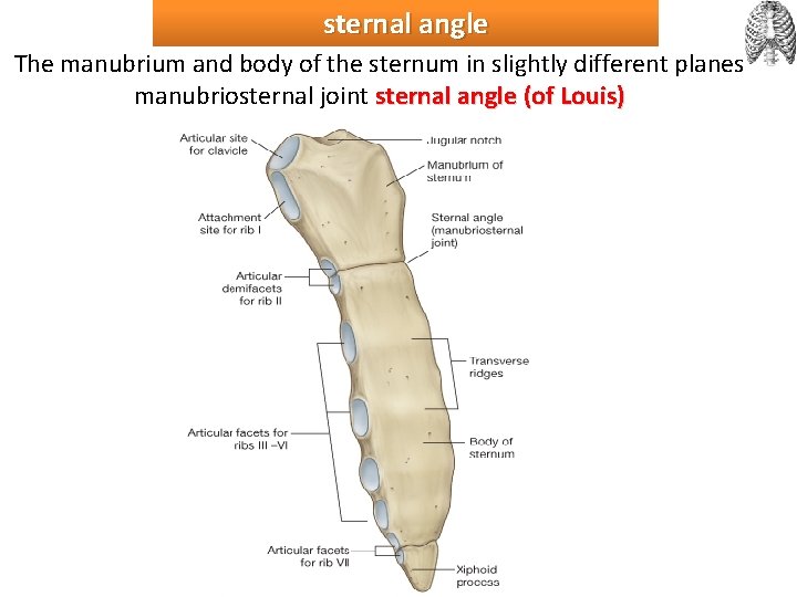 sternal angle The manubrium and body of the sternum in slightly different planes manubriosternal