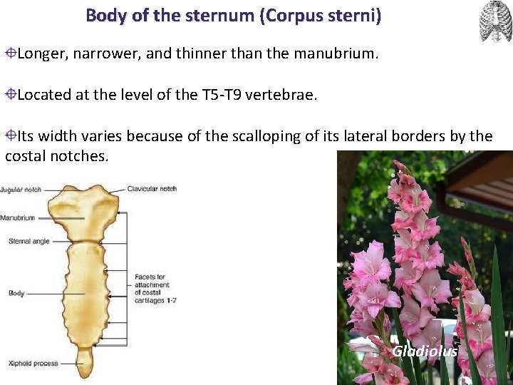 Body of the sternum (Corpus sterni) Longer, narrower, and thinner than the manubrium. Located