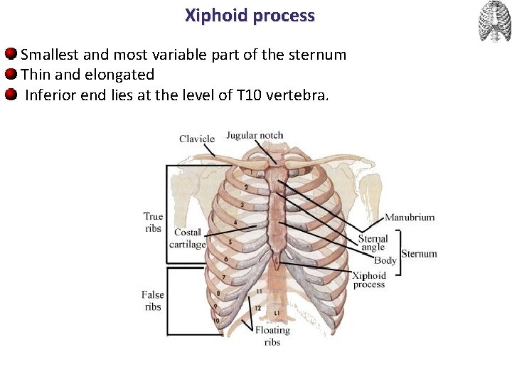 Xiphoid process Smallest and most variable part of the sternum Thin and elongated Inferior