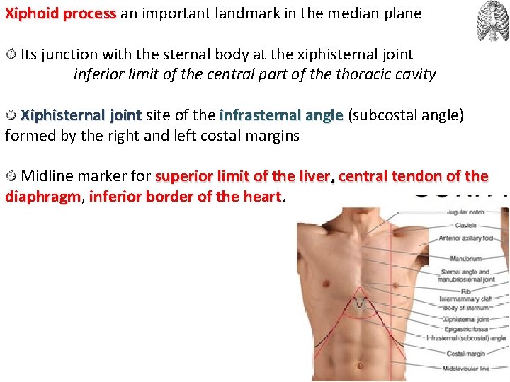 Xiphoid process an important landmark in the median plane Its junction with the sternal