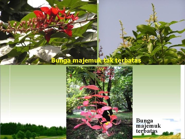 Bunga majemuk tak terbatas Bunga majemuk terbatas 