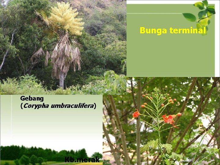Bunga terminal Gebang (Corypha umbraculifera) Kb. merak 