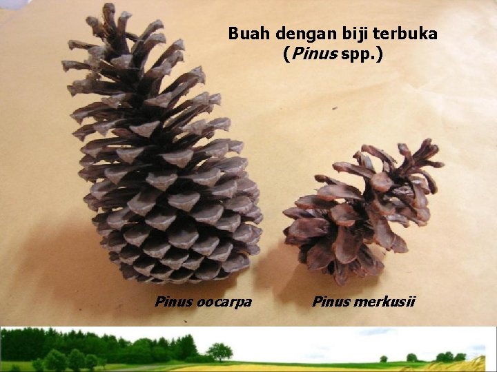 Buah dengan biji terbuka (Pinus spp. ) Pinus oocarpa Pinus merkusii 