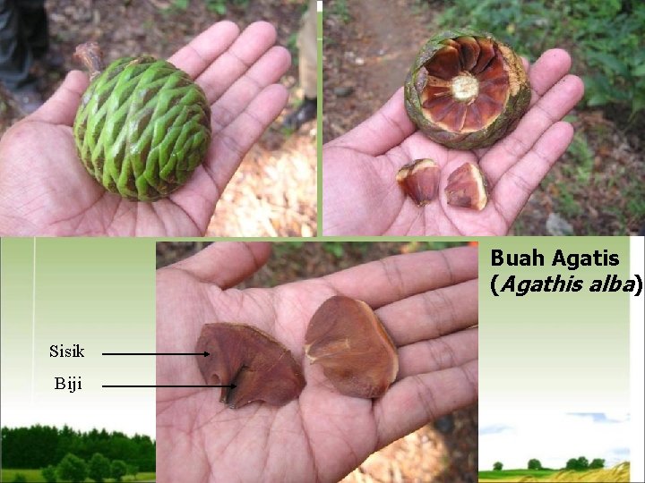 Buah Agatis (Agathis alba) Sisik Biji 