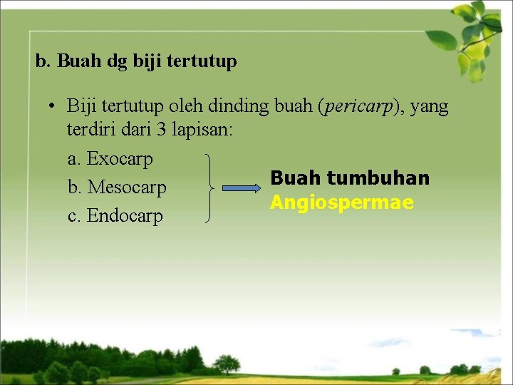 b. Buah dg biji tertutup • Biji tertutup oleh dinding buah (pericarp), yang terdiri