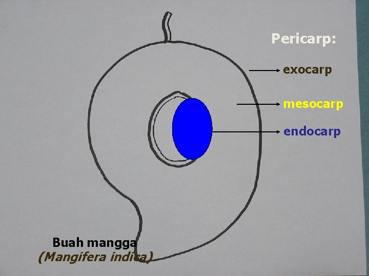 Pericarp: exocarp mesocarp endocarp Buah mangga (Mangifera indica) 