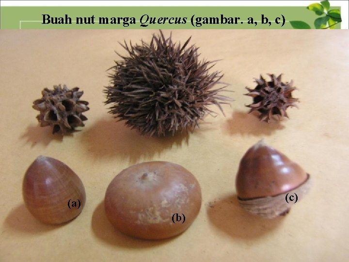 Buah nut marga Quercus (gambar. a, b, c) (a) (b) 