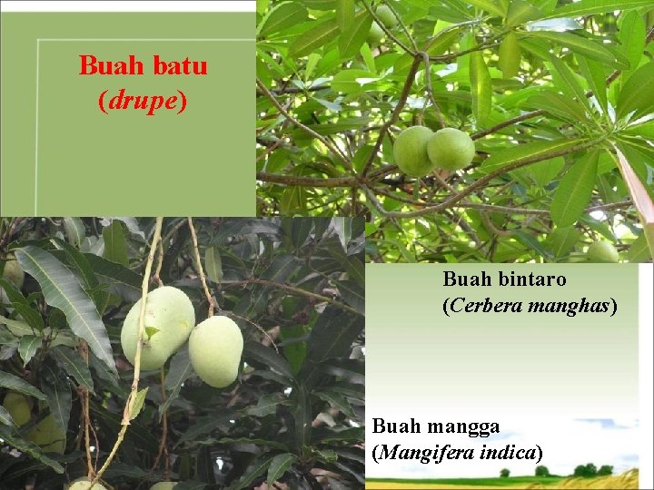 Buah batu (drupe) Buah bintaro (Cerbera manghas) Buah mangga (Mangifera indica) 