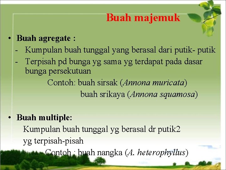 Buah majemuk • Buah agregate : - Kumpulan buah tunggal yang berasal dari putik-