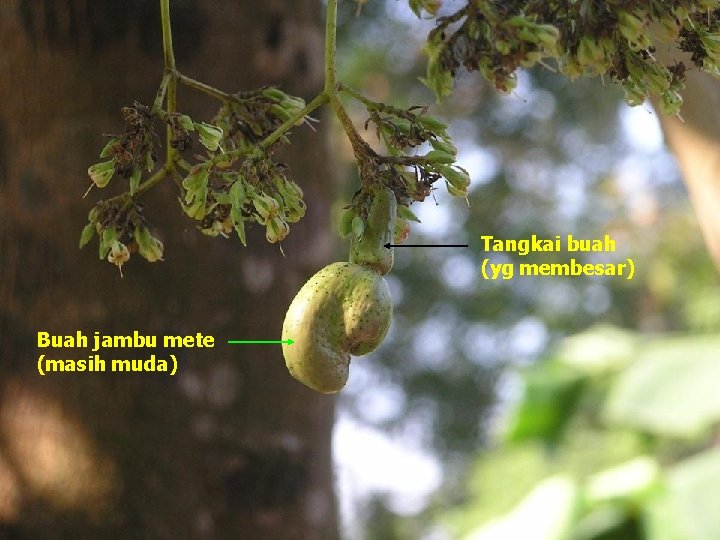 Tangkai buah (yg membesar) Buah jambu mete (masih muda) 