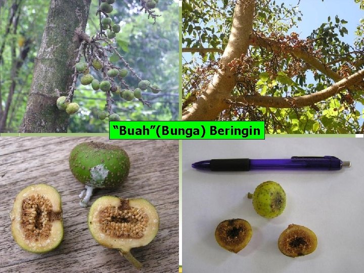 “Buah”(Bunga) Beringin 