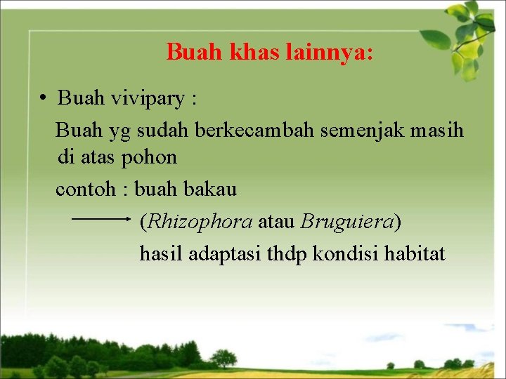 Buah khas lainnya: • Buah vivipary : Buah yg sudah berkecambah semenjak masih di