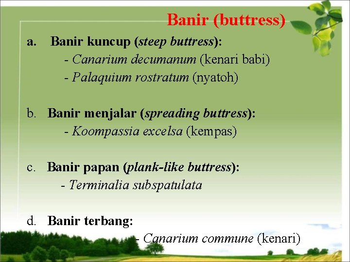 Banir (buttress) a. Banir kuncup (steep buttress): - Canarium decumanum (kenari babi) - Palaquium