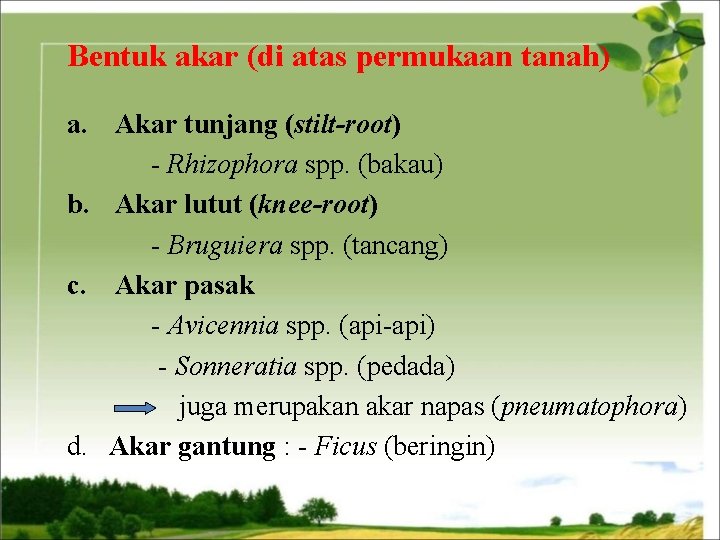 Bentuk akar (di atas permukaan tanah) a. Akar tunjang (stilt-root) - Rhizophora spp. (bakau)