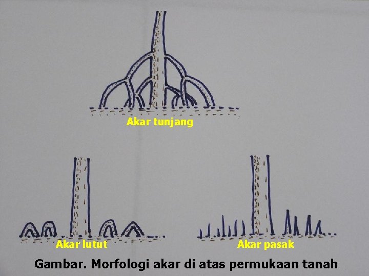 Akar tunjang Akar lutut Akar pasak Gambar. Morfologi akar di atas permukaan tanah 