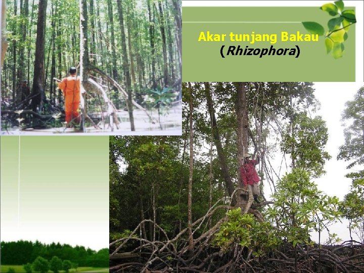 Akar tunjang Bakau (Rhizophora) 