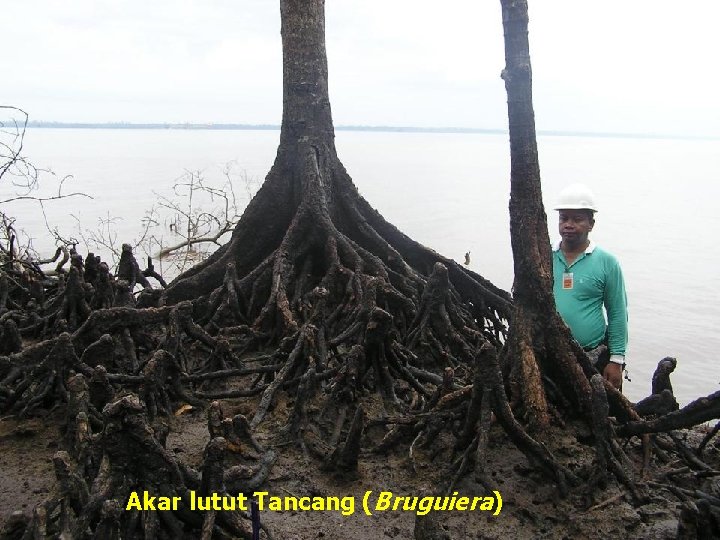 Akar lutut Tancang (Bruguiera) 