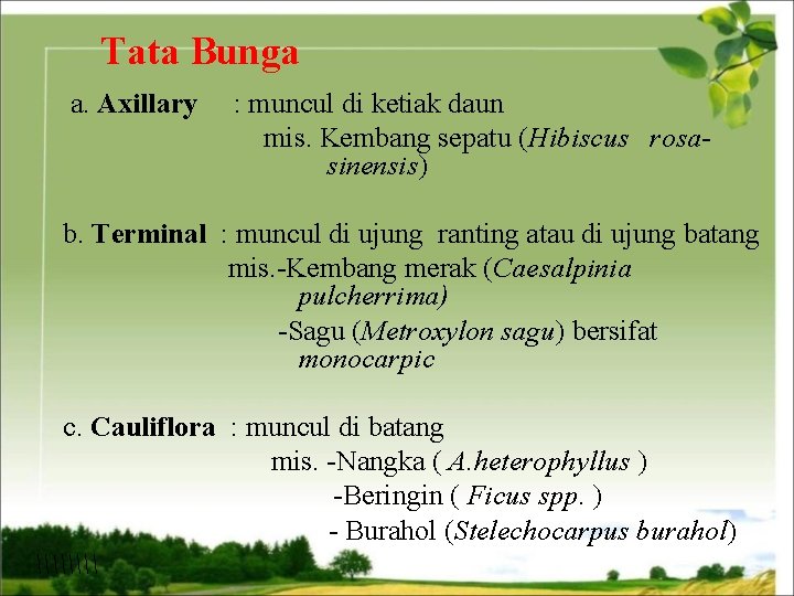 Tata Bunga a. Axillary : muncul di ketiak daun mis. Kembang sepatu (Hibiscus rosasinensis)