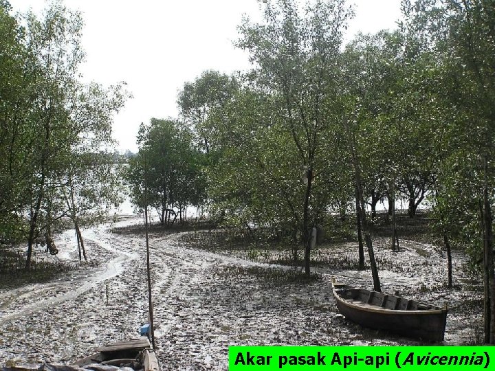 Akar pasak Api-api (Avicennia) 