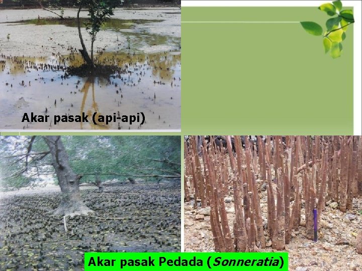 Akar pasak (api-api) Akar pasak Pedada (Sonneratia) 