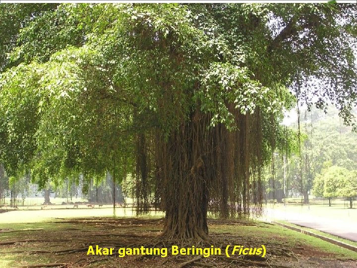Akar gantung Beringin (Ficus) 