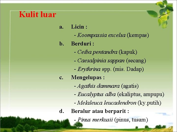 Kulit luar a. b. c. d. Licin : - Koompassia excelsa (kempas) Berduri :