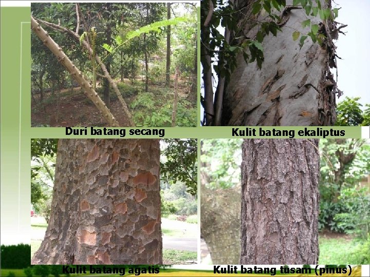 Duri batang secang Kulit batang agatis Kulit batang ekaliptus Kulit batang tusam (pinus) 