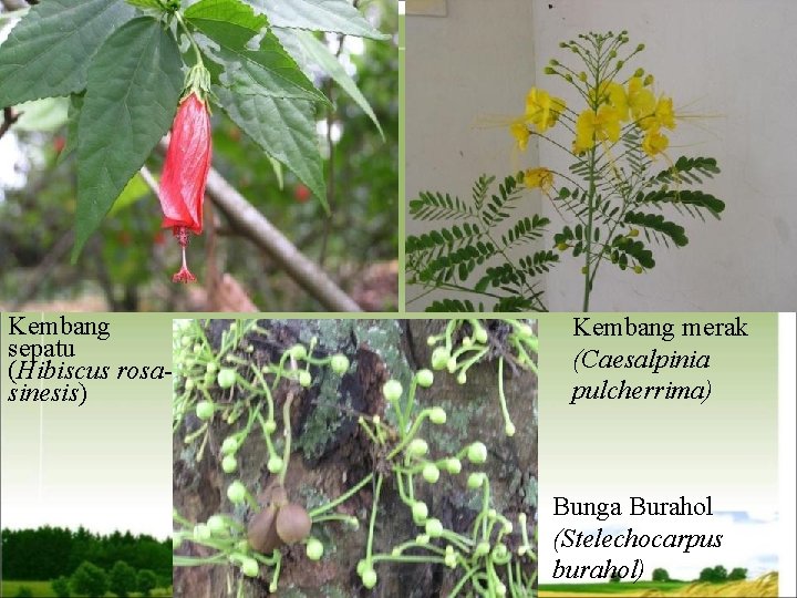 Kembang sepatu (Hibiscus rosasinesis) Kembang merak (Caesalpinia pulcherrima) Bunga Burahol (Stelechocarpus burahol) 