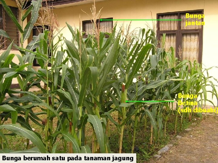 Bunga jantan Bunga Betina (sdh dibuahi) Bunga berumah satu pada tanaman jagung 