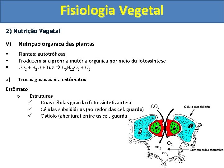 Fisiologia Vegetal 2) Nutrição Vegetal V) Nutrição orgânica das plantas § § § Plantas: