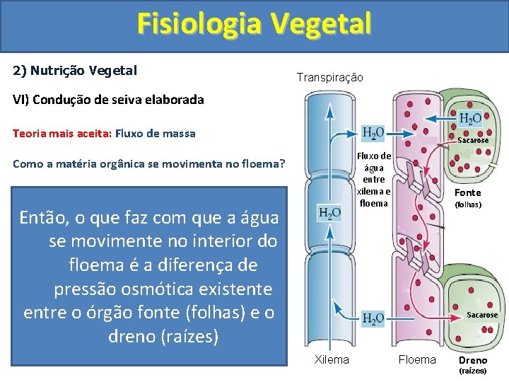 Fisiologia Vegetal 2) Nutrição Vegetal Transpiração VI) Condução de seiva elaborada Teoria mais aceita: