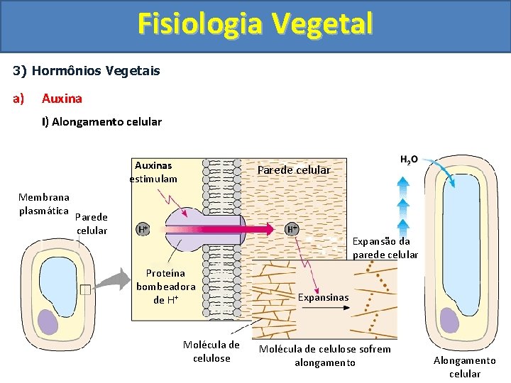 Fisiologia Vegetal 3) Hormônios Vegetais a) Auxina I) Alongamento celular Auxinas estimulam Membrana plasmática