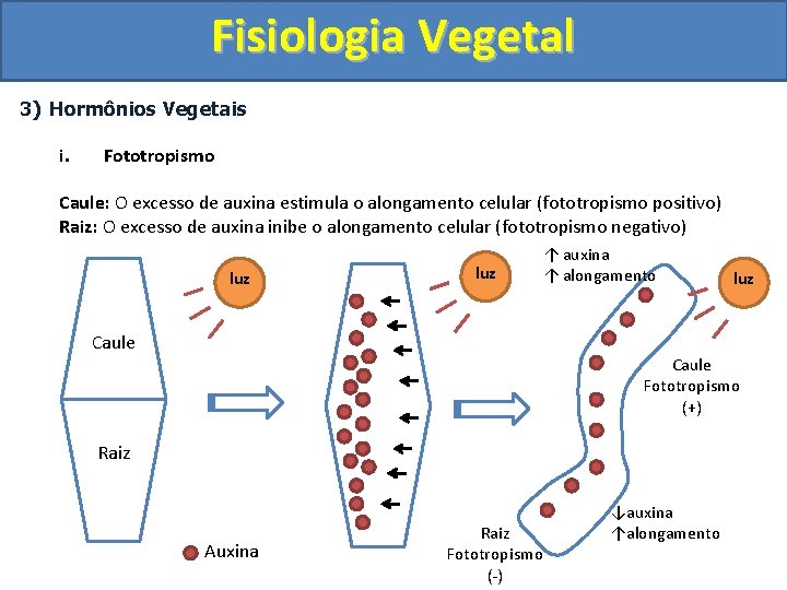 Fisiologia Vegetal 3) Hormônios Vegetais i. Fototropismo Caule: O excesso de auxina estimula o