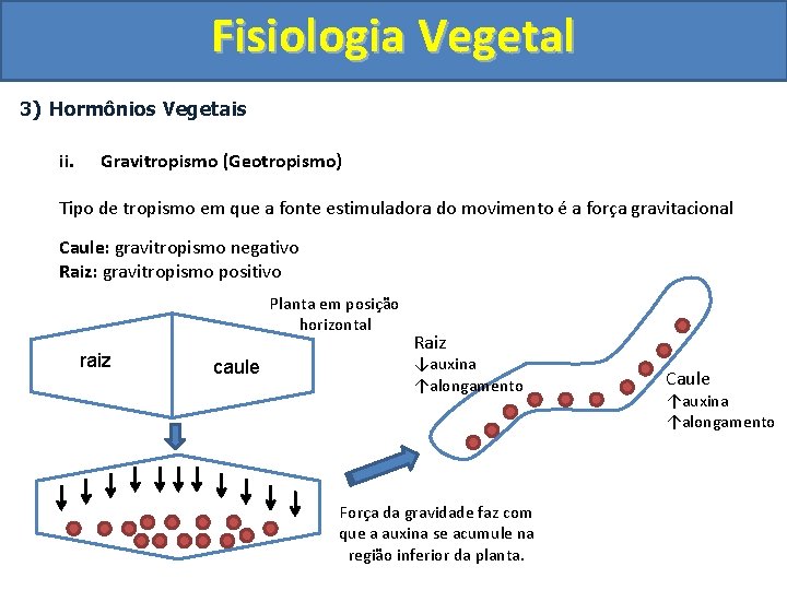 Fisiologia Vegetal 3) Hormônios Vegetais ii. Gravitropismo (Geotropismo) Tipo de tropismo em que a
