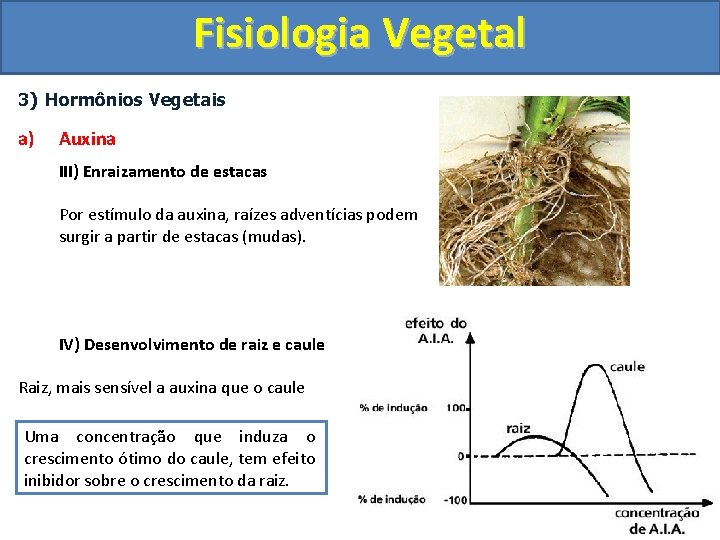 Fisiologia Vegetal 3) Hormônios Vegetais a) Auxina III) Enraizamento de estacas Por estímulo da