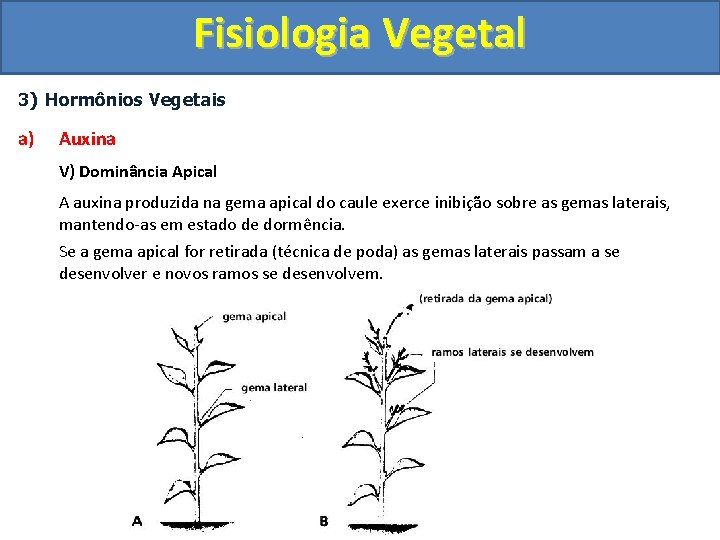 Fisiologia Vegetal 3) Hormônios Vegetais a) Auxina V) Dominância Apical A auxina produzida na