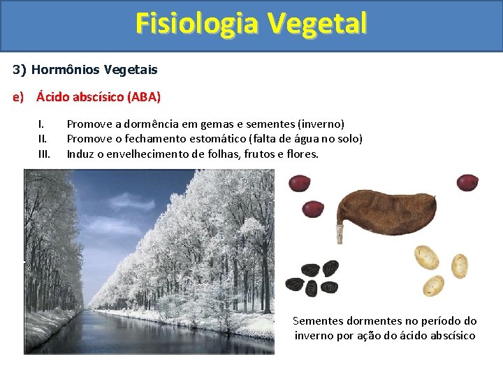 Fisiologia Vegetal 3) Hormônios Vegetais e) Ácido abscísico (ABA) I. III. Promove a dormência