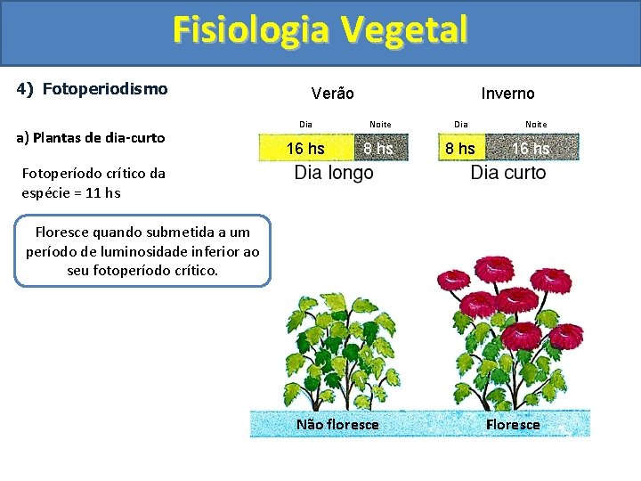 Fisiologia Vegetal 4) Fotoperiodismo a) Plantas de dia-curto Verão Inverno Dia Noite Dia 16