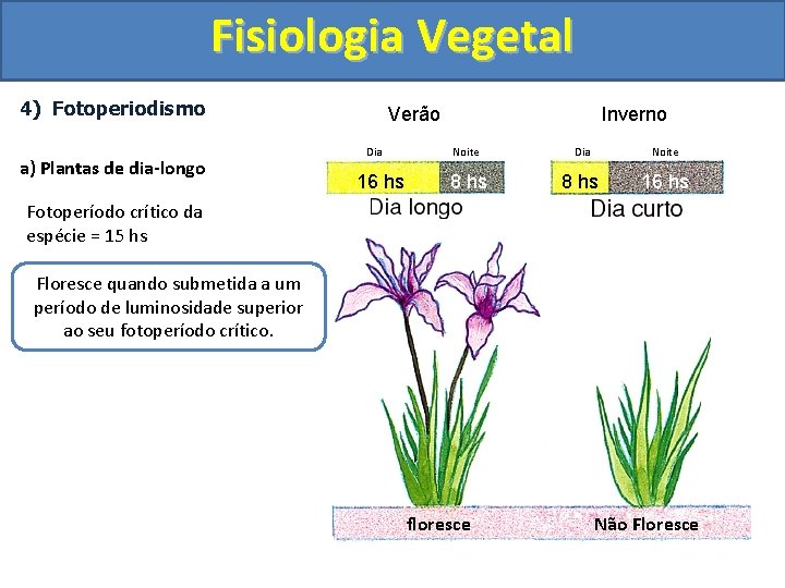 Fisiologia Vegetal 4) Fotoperiodismo a) Plantas de dia-longo Verão Dia 16 hs Inverno Noite