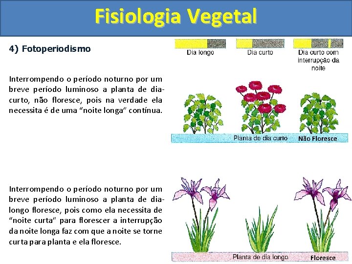 Fisiologia Vegetal 4) Fotoperiodismo Interrompendo o período noturno por um breve período luminoso a